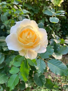 横浜イングリッシュガーデンに投稿された画像（2023/11/9）