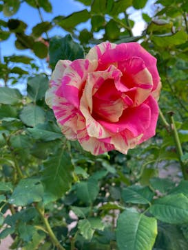 横浜イングリッシュガーデンに投稿された画像（2023/11/9）