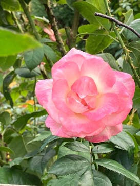 横浜イングリッシュガーデンに投稿された画像（2023/11/9）