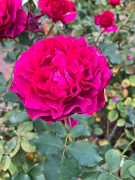 横浜イングリッシュガーデンに投稿された画像（2023/11/9）