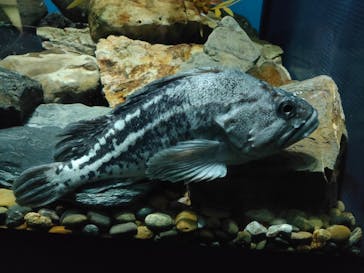 名古屋港水族館に投稿された画像（2023/11/9）