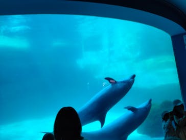 名古屋港水族館に投稿された画像（2023/11/9）