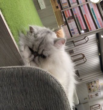 猫カフェモカ　アルシェ大宮店に投稿された画像（2023/11/10）