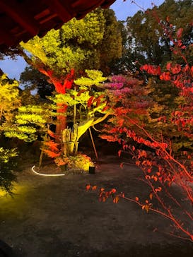 博多ライトアップウォーク実行委員会に投稿された画像（2023/11/10）