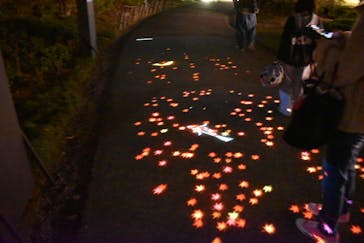 国営昭和記念公園 秋の夜散歩に投稿された画像（2023/11/10）