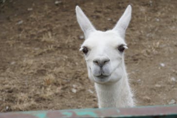 岩手サファリパークに投稿された画像（2023/11/10）