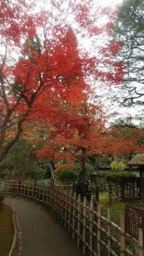 鶴ヶ城に投稿された画像（2023/11/10）