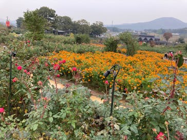 いばらきフラワーパークに投稿された画像（2023/11/10）