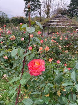 いばらきフラワーパークに投稿された画像（2023/11/10）