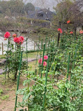 いばらきフラワーパークに投稿された画像（2023/11/10）