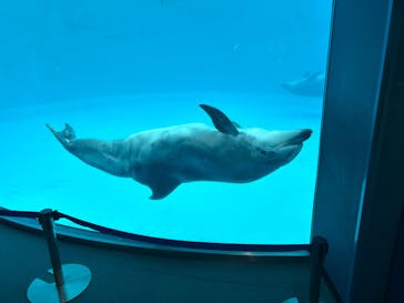 名古屋港水族館に投稿された画像（2023/11/10）