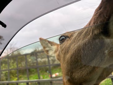 那須サファリパークに投稿された画像（2023/11/10）