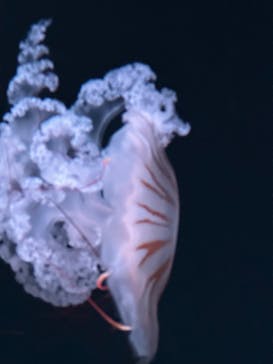 京都水族館に投稿された画像（2023/11/10）