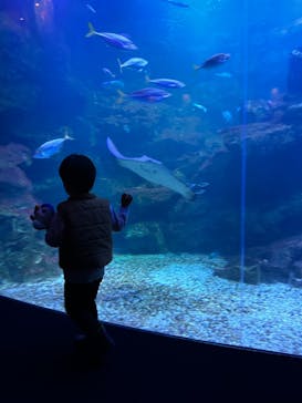 京都水族館に投稿された画像（2023/11/10）