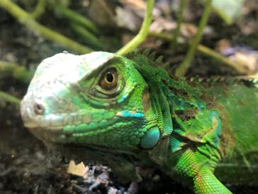 体感型動物園iZooに投稿された画像（2023/11/10）