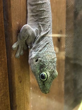 体感型動物園iZooに投稿された画像（2023/11/10）