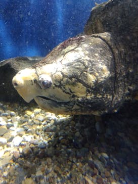ゼロ距離水族館 伊勢シーパラダイスに投稿された画像（2023/11/10）