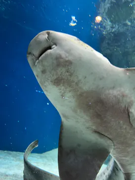 マクセル アクアパーク品川に投稿された画像（2023/11/10）