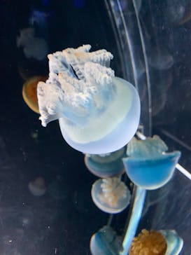 名古屋港水族館に投稿された画像（2023/11/10）