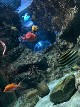 名古屋港水族館に投稿された画像（2023/11/10）