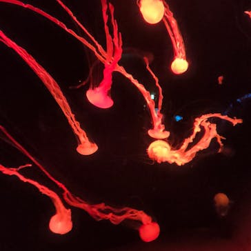 サンシャイン水族館に投稿された画像（2023/11/10）