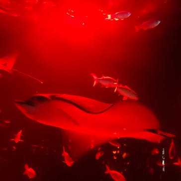 サンシャイン水族館に投稿された画像（2023/11/10）