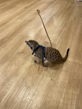 カワウソカフェ®️HARRY浅草店に投稿された画像（2023/11/10）