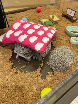 カワウソカフェ®️HARRY浅草店に投稿された画像（2023/11/10）