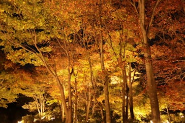 国営昭和記念公園 秋の夜散歩に投稿された画像（2023/11/10）