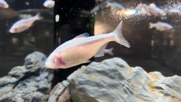 カワスイ 川崎⽔族館に投稿された画像（2023/11/11）