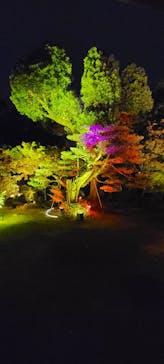 博多ライトアップウォーク実行委員会に投稿された画像（2023/11/11）