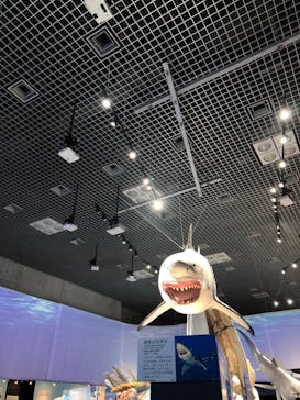 特別展「海　―生命のみなもと―」（国立科学博物館）に投稿された画像（2023/11/11）