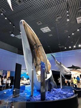 特別展「海　―生命のみなもと―」（国立科学博物館）に投稿された画像（2023/11/11）