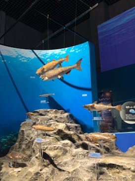 特別展「海　―生命のみなもと―」（国立科学博物館）に投稿された画像（2023/11/11）