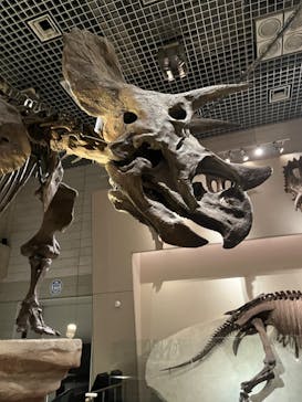 国立科学博物館に投稿された画像（2023/11/11）