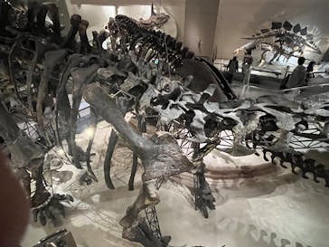 国立科学博物館に投稿された画像（2023/11/11）