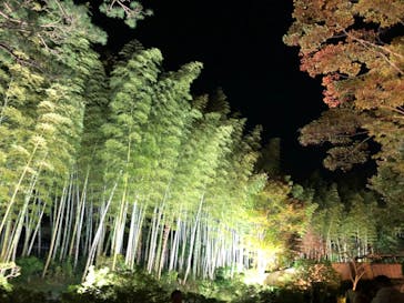 国営昭和記念公園 秋の夜散歩に投稿された画像（2023/11/11）
