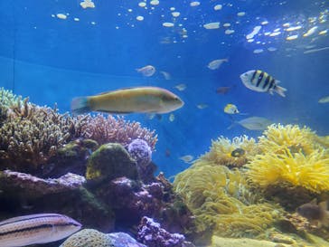 伊豆・三津シーパラダイスに投稿された画像（2023/11/11）