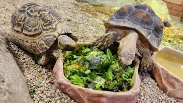 NARA IKIMONO MUSEUMに投稿された画像（2023/11/11）