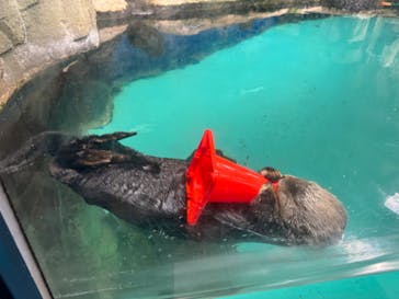 マリンワールド海の中道に投稿された画像（2023/11/11）