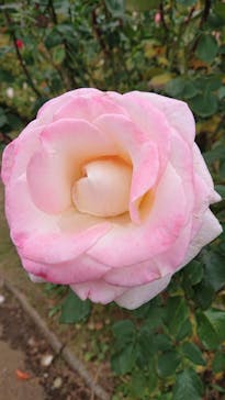 京成バラ園に投稿された画像（2023/11/11）