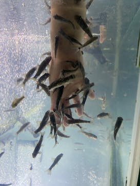 サケのふるさと 千歳水族館に投稿された画像（2023/11/11）