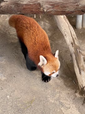 熱川バナナワニ園に投稿された画像（2023/11/11）