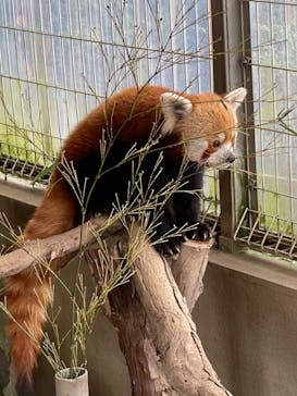 熱川バナナワニ園に投稿された画像（2023/11/11）