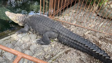 熱川バナナワニ園に投稿された画像（2023/11/11）