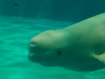 島根県立 しまね海洋館に投稿された画像（2023/11/11）