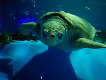 島根県立 しまね海洋館に投稿された画像（2023/11/11）