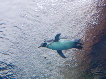 島根県立 しまね海洋館に投稿された画像（2023/11/11）