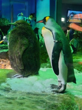 島根県立 しまね海洋館に投稿された画像（2023/11/11）