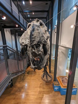 福井県立恐竜博物館に投稿された画像（2023/11/11）